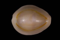 藏品(金環寶螺)的圖片